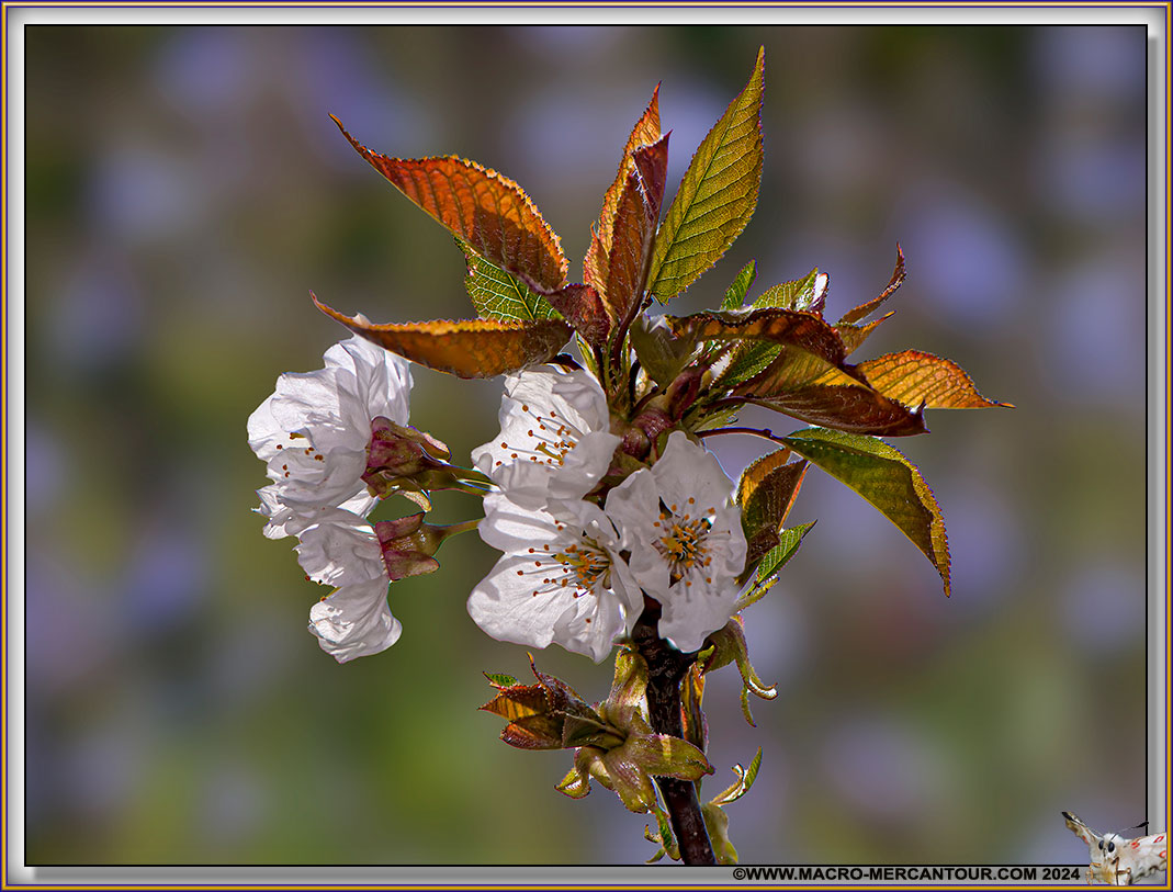 03-CERISIER-15-02099-HF-D-copie